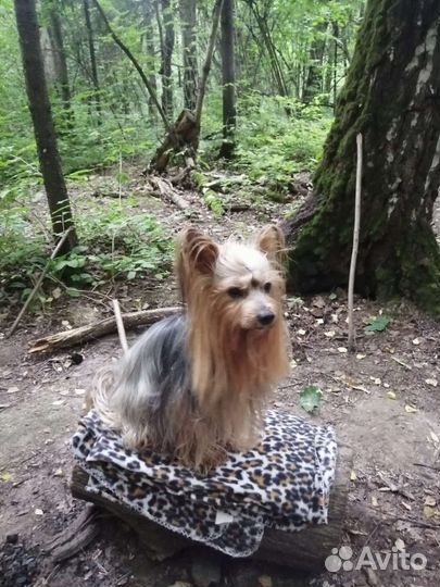 Йоркширский терьер Мальчик ищет подружку