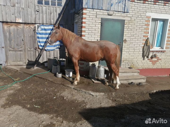 Жеребец Советский Тяжеловоз 2,5 года и кобыла 1,5