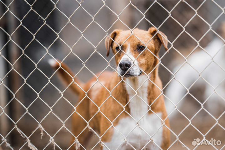 Собаки и щенки из приюта в дар