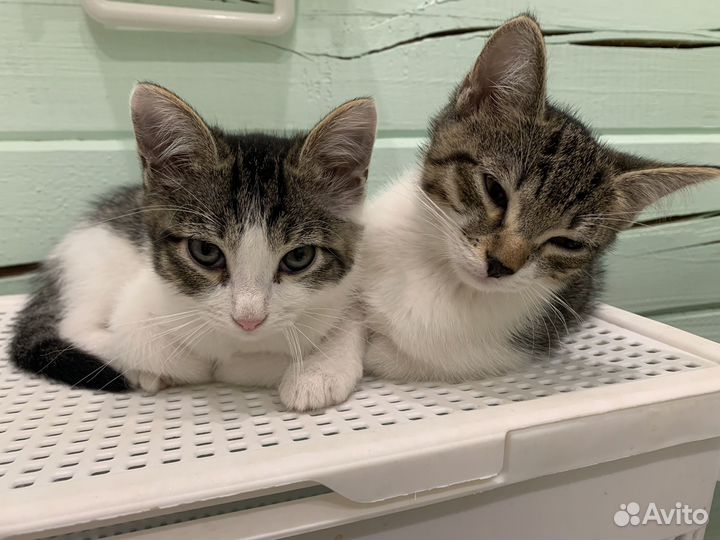 Кошка в дар