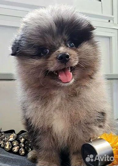 Померанский шпиц медвежьего типа