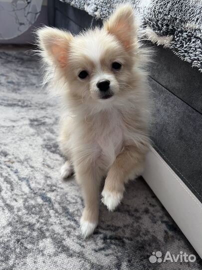 Померанский шпиц