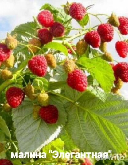 Саженцы сортовой малины