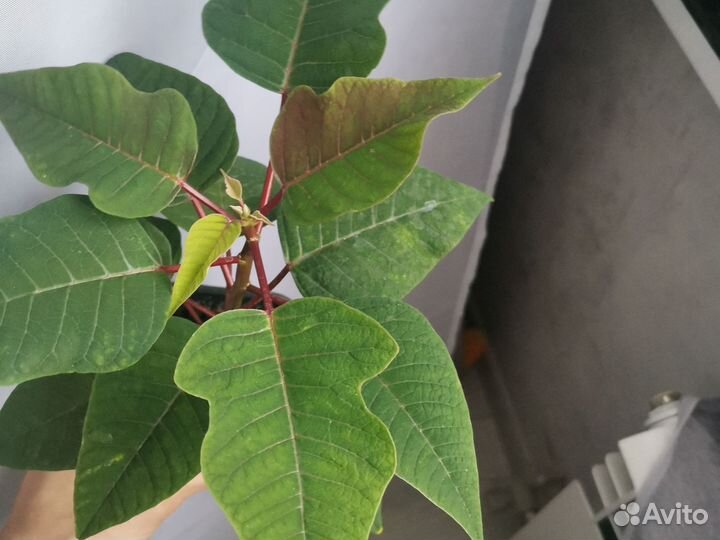 Пуансеттия