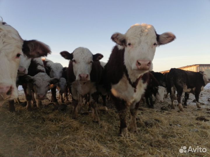 Тёлки герефордской породы