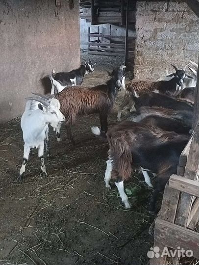 Козы и козлята
