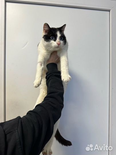 Коты, кошки, котята