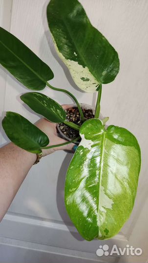 Филодендрон хосе буэно (имбе вайт)