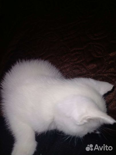 Шотландские котятки