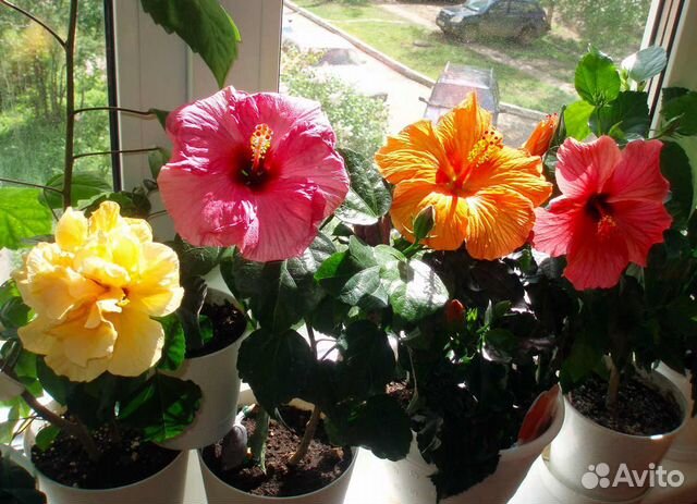 Гибискус - китайская роза и др красивые цветущие