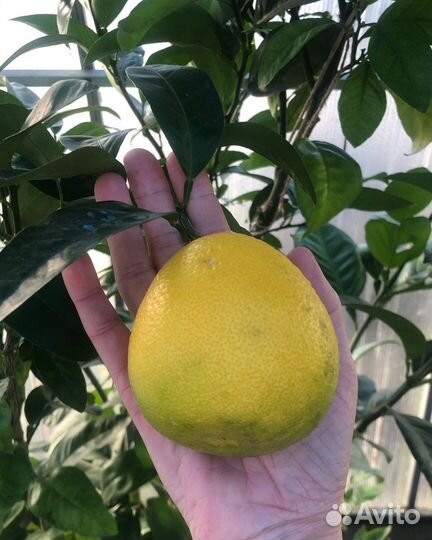 Черенки ташкентского лимона для укоренения