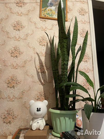 Сансевиерия