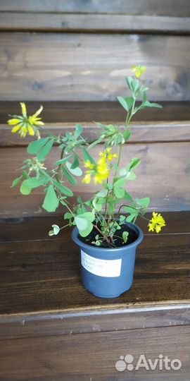 Рассада пряных трав