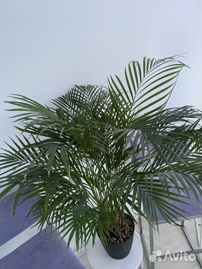 Пальма Арека