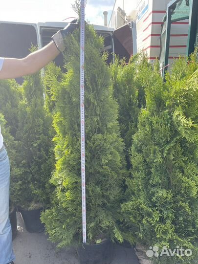 Туя смарагд, даника, холмструп, разные размеры