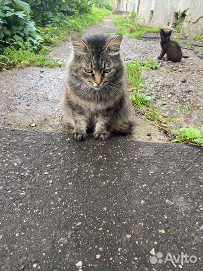 Кот молодой 3-4 года