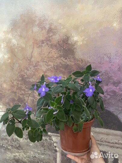 Стрептокарпелла