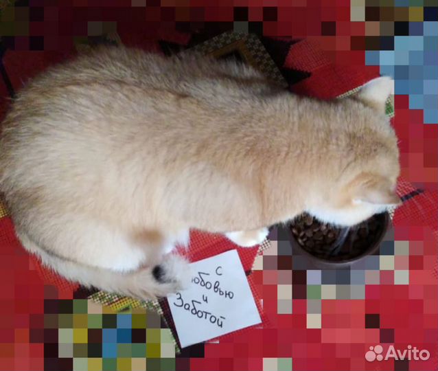 Передержка Кошки и грызуны