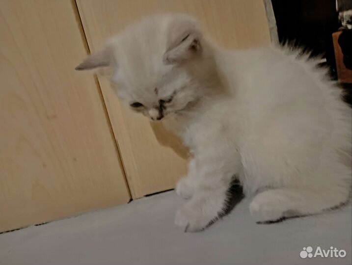 Шотландский вислоухий котёнок