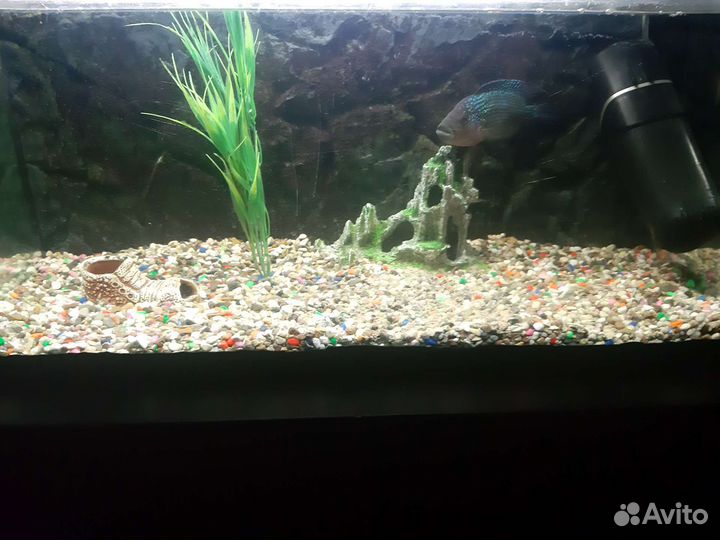 Аквариум для рыб