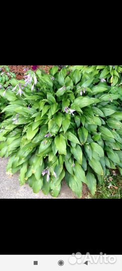 Хоста растение