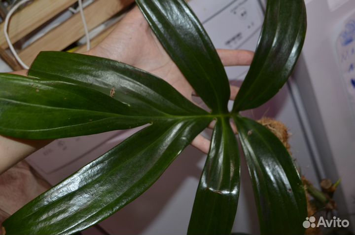 Рафидофора декурсива