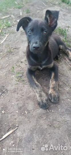 Щенки метисы в добрые руки