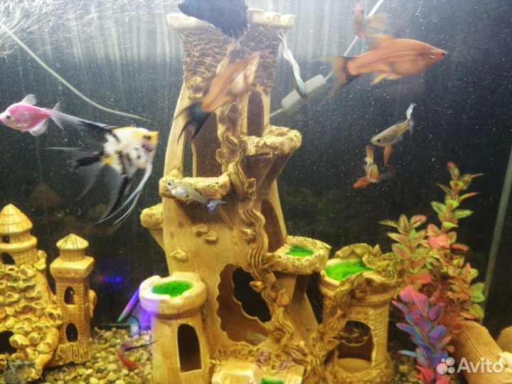 Рыбки меченосцы