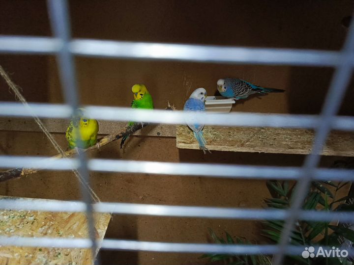 Волнистый попугай