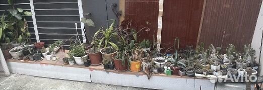 Кактусы бесплатно