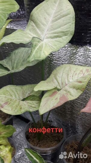 Сингониумы