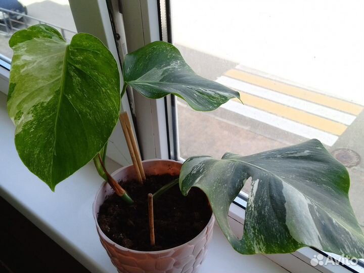 Монстера вариегатная альба