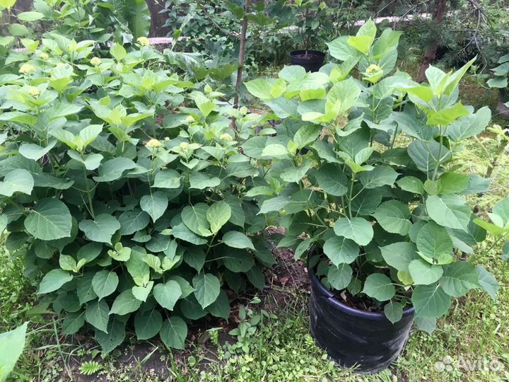 Гортензия Анабель