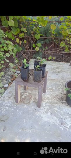 Саженцы мушмулы