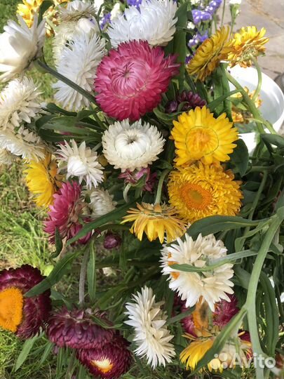 Сухоцветы в срезке