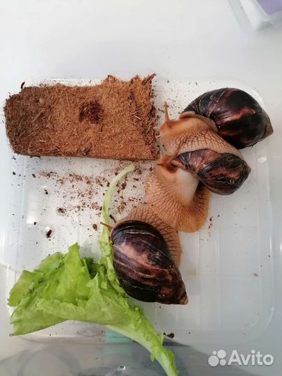 Улитки ахатины