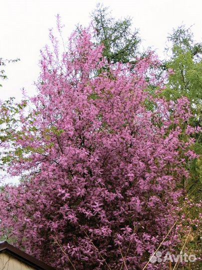 Черемуха краснолистная Колората саженцы