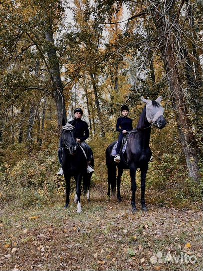 Лесные прогулки на лошадях