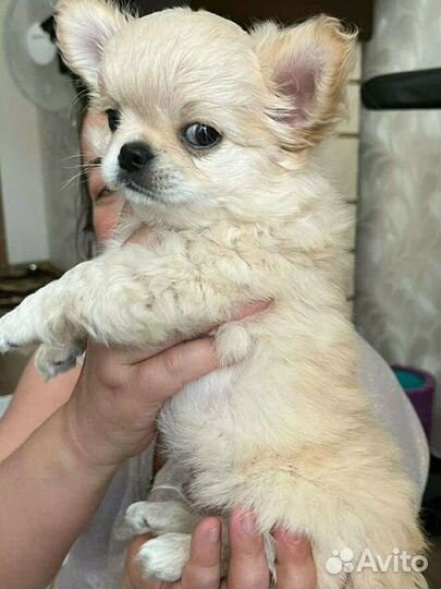 Щенки чихуахуа длинношерстные