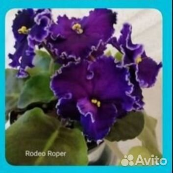 Детки сортовых фиалок