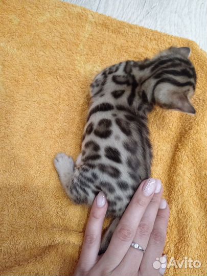 Бенгальские котята