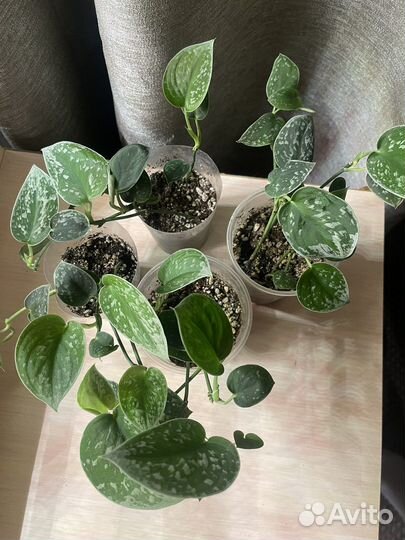 Сциндапсус Аргиреус