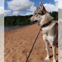 Случка собак чехословацкий влчак