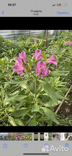 Продаю корни альстромерии