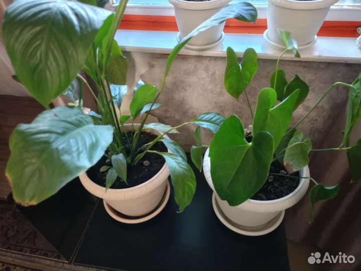 Комнатные цветы антуриум