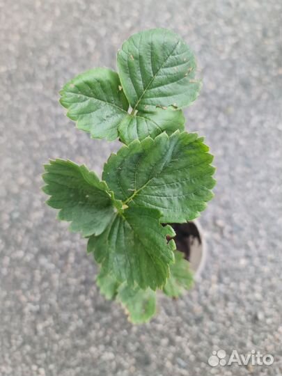 Ремонтантная клубника 