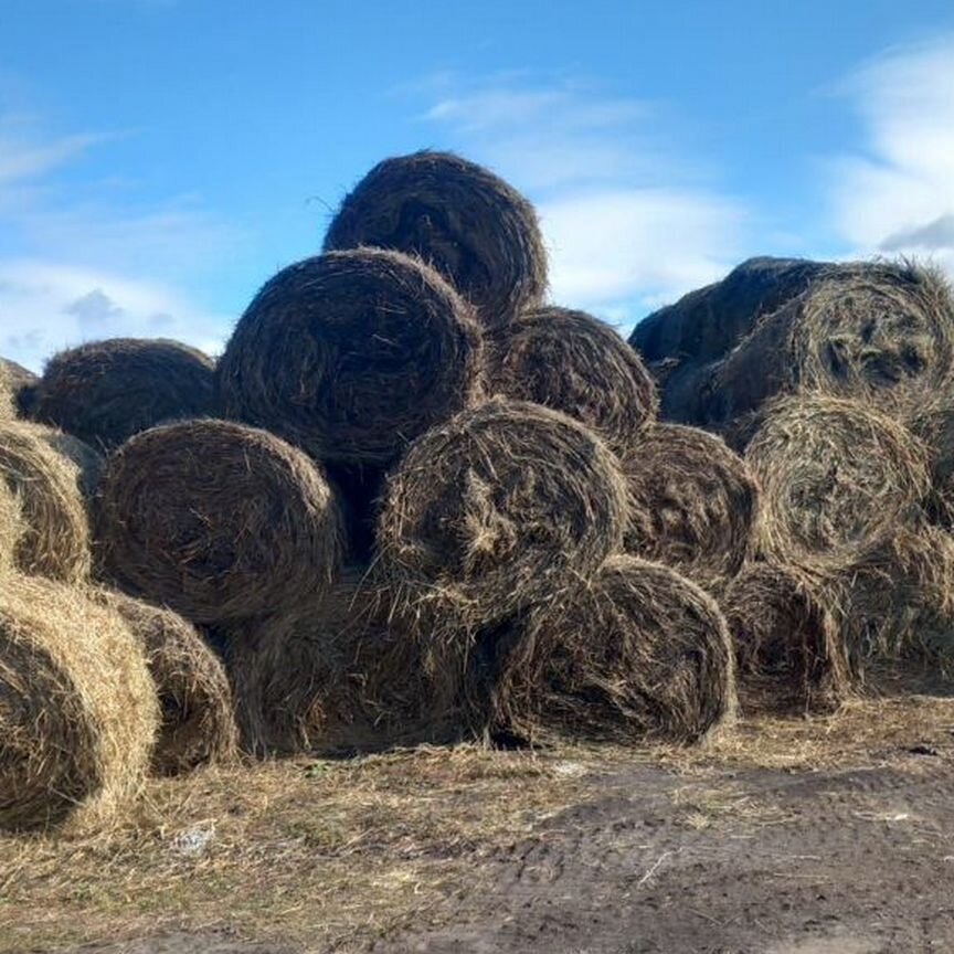 Продам сено в рулонах