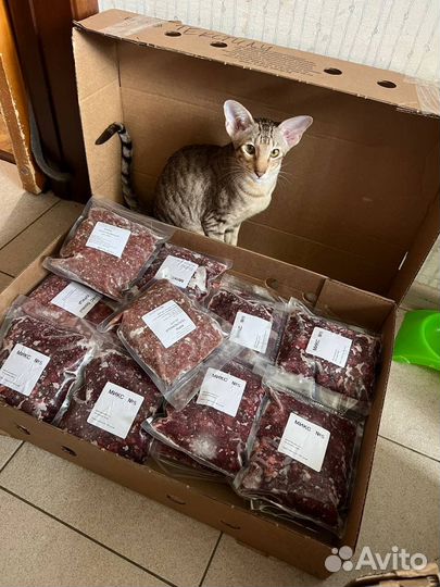 Мясо для кошек, натуральное питание