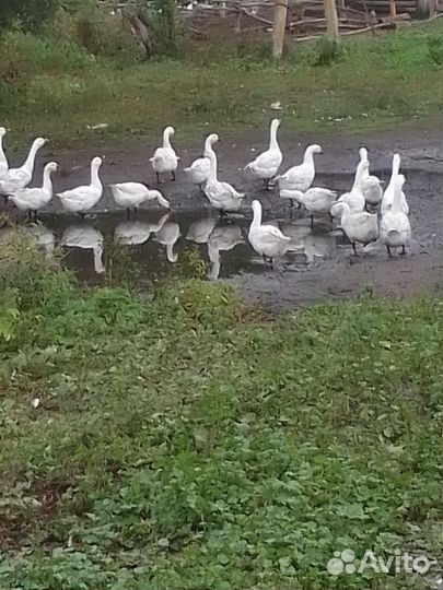 Гусак племенной порода линда крупный и яйцо