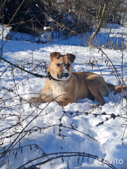 Отдам в добрые руки